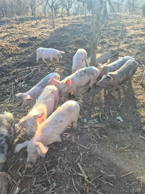 Purcei de vanzare - imagine 2