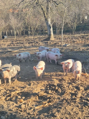 Purcei de vanzare - imagine 3