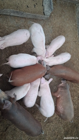 Vand purceii Duroc si marele alb cu petrean   - imagine 3
