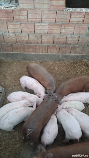 Vand purceii Duroc si marele alb cu petrean   - imagine 2