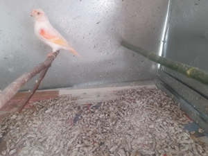 Canari de culoare de dat - imagine 2