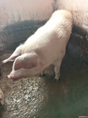 porci de vânzare  - imagine 5