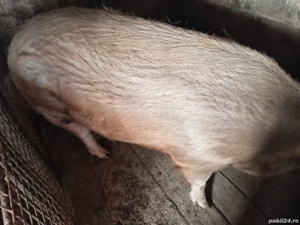 porci de vânzare 