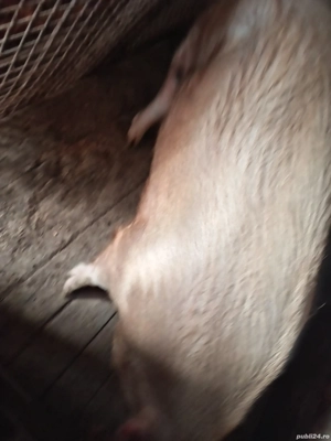 porci de vânzare  - imagine 3