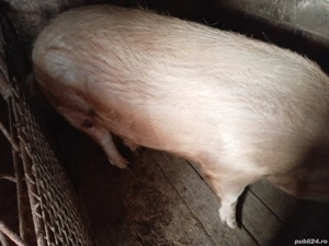 porci de vânzare  - imagine 2