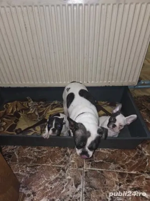 Vănd puisori de Buldog Francez fete si băieti
