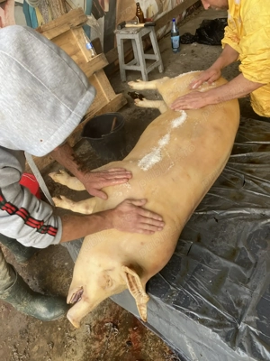 Carcasa porc. De țară 20 lei kg - imagine 3