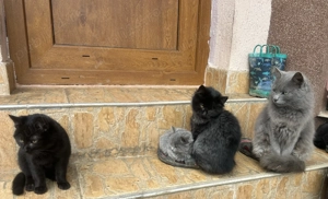 Adopție 2 pisoiasi negri, 2 luni