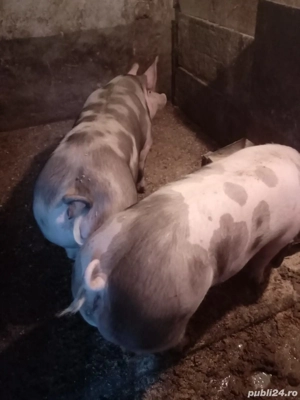 porci de vanzare - imagine 2