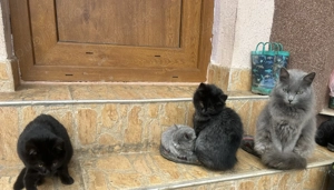 Adopție 2 pisoiasi negri, 2 luni - imagine 2