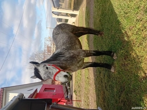 vând mânza în vârsta de 2 ani învațată - imagine 2