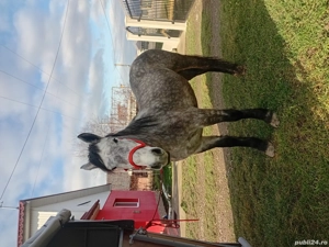 vând mânza în vârsta de 2 ani învațată - imagine 3