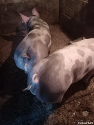 porci de vanzare - imagine 4