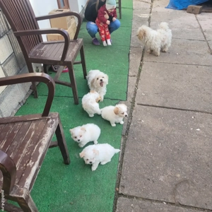 cațelusi bichoni - imagine 2