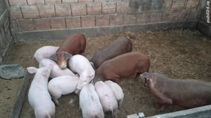Vand purceii Duroc si marele alb cu petrean  