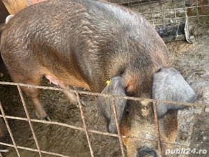 vand scroafa - imagine 2