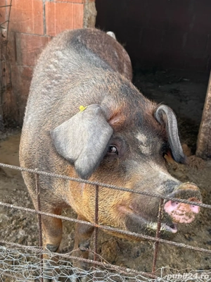 vand scroafa - imagine 3