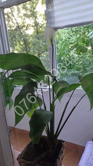 Inchiriez apt. CENTRAL 2 camere Tineretului, Bd. Dimitrie Cantemir, la 7 min. metrou Piata Unirii. - imagine 6