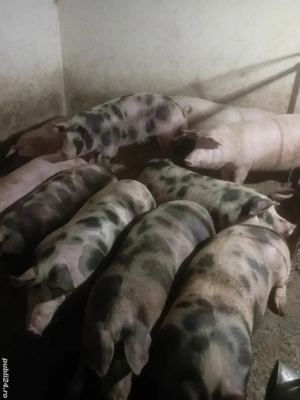 Porci de vanzare 