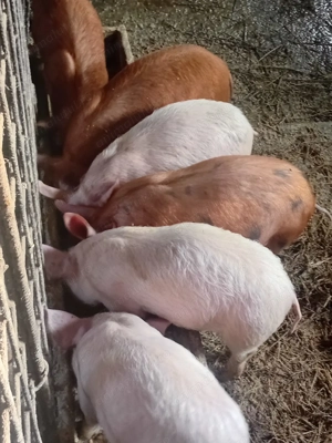 Vând purcei de 8 săptămâni 