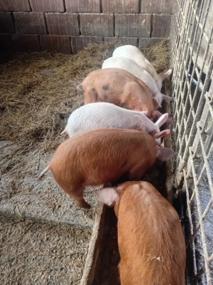 Vând purcei de 8 săptămâni  - imagine 2