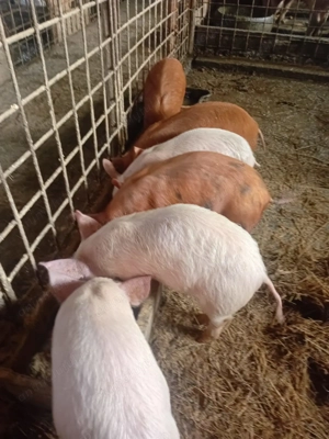 Vând purcei de 8 săptămâni  - imagine 3