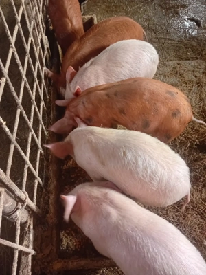 Vând purcei de 8 săptămâni  - imagine 4