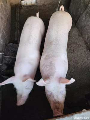Vând doi porci  - imagine 3
