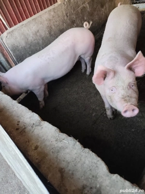 Vând doi porci 