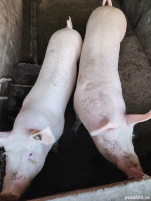 Vând doi porci  - imagine 2
