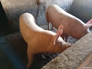 Vând doi porci  - imagine 5