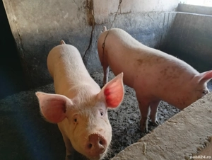 Vând doi porci  - imagine 4