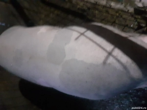 Vănd porc pentru sacrificat 200+ Kg. 13 lei  kg. - imagine 3