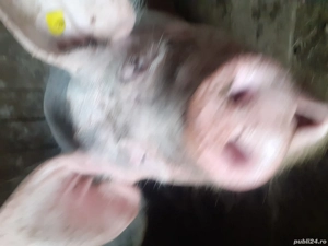 Vănd porc pentru sacrificat 200+ Kg. 13 lei  kg.