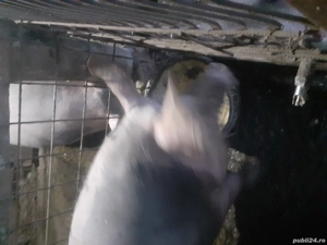 Vănd porc pentru sacrificat 200+ Kg. 13 lei  kg. - imagine 4