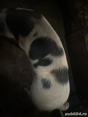 Vand porc  - imagine 3