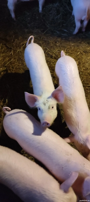 vind soldani 4 luni mincaciosi 