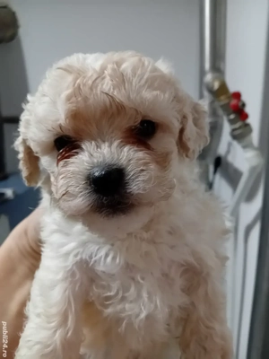 Bichoni havanesi 