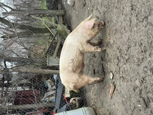 De vânzare porc - imagine 2