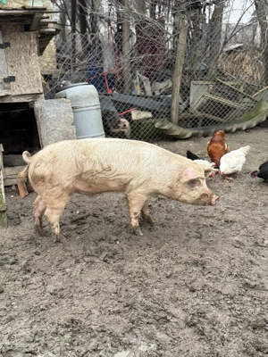 De vânzare porc - imagine 3