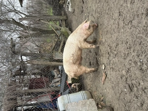 De vânzare porc - imagine 4