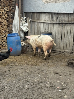 De vânzare porc  - imagine 2