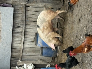 De vânzare porc  - imagine 3