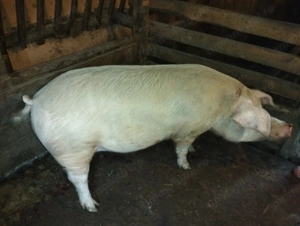 Vând porc de peste 300kg - imagine 2