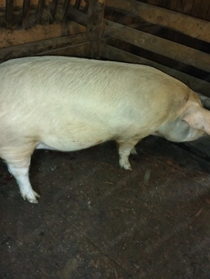 Vând porc de peste 300kg
