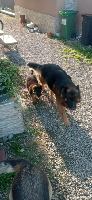 Catel ciobanesc german! - imagine 4