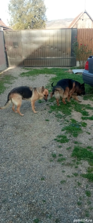 Catel ciobanesc german! - imagine 5