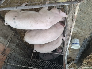 porcii la vinzare au intre110 și150 kg