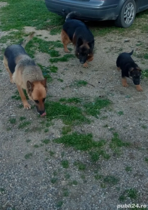 Catel ciobanesc german! - imagine 2