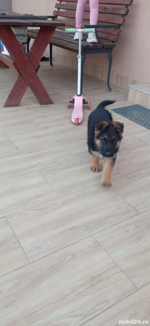 Catel ciobanesc german! - imagine 3